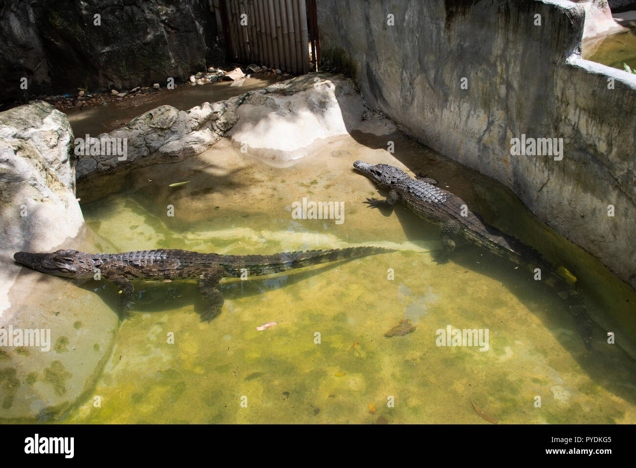 Krokodile Schlafen und Ruhen und Schwimmen im Teich und Cage an öffentlichen Park in Bangkok, Thailand für Thais und Ausländer Reisende walkin Stockfoto