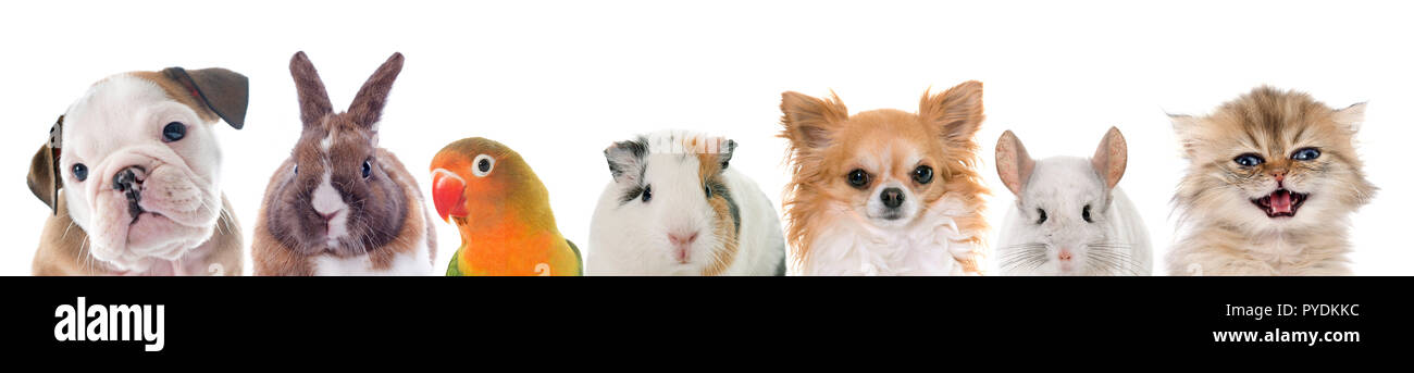 Gruppe von Haustier vor weißem Hintergrund Stockfoto