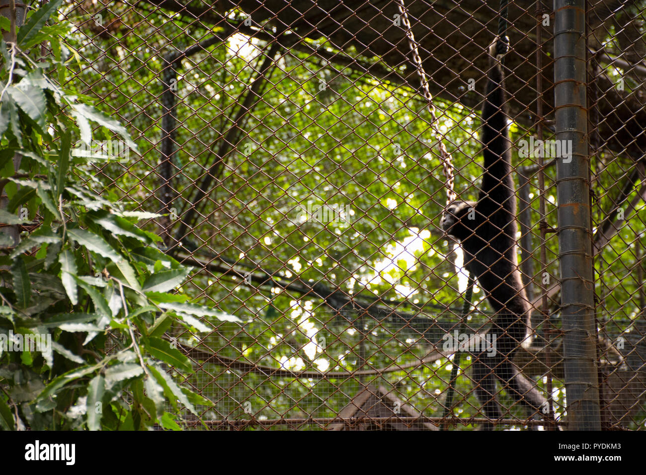 Gibbons Affen oder Nomascus leucogenys im Käfig an öffentlichen Park in Bangkok, Thailand für Thailänder und fremden Reisenden zu Fuß besuchen und Reisen looki Stockfoto