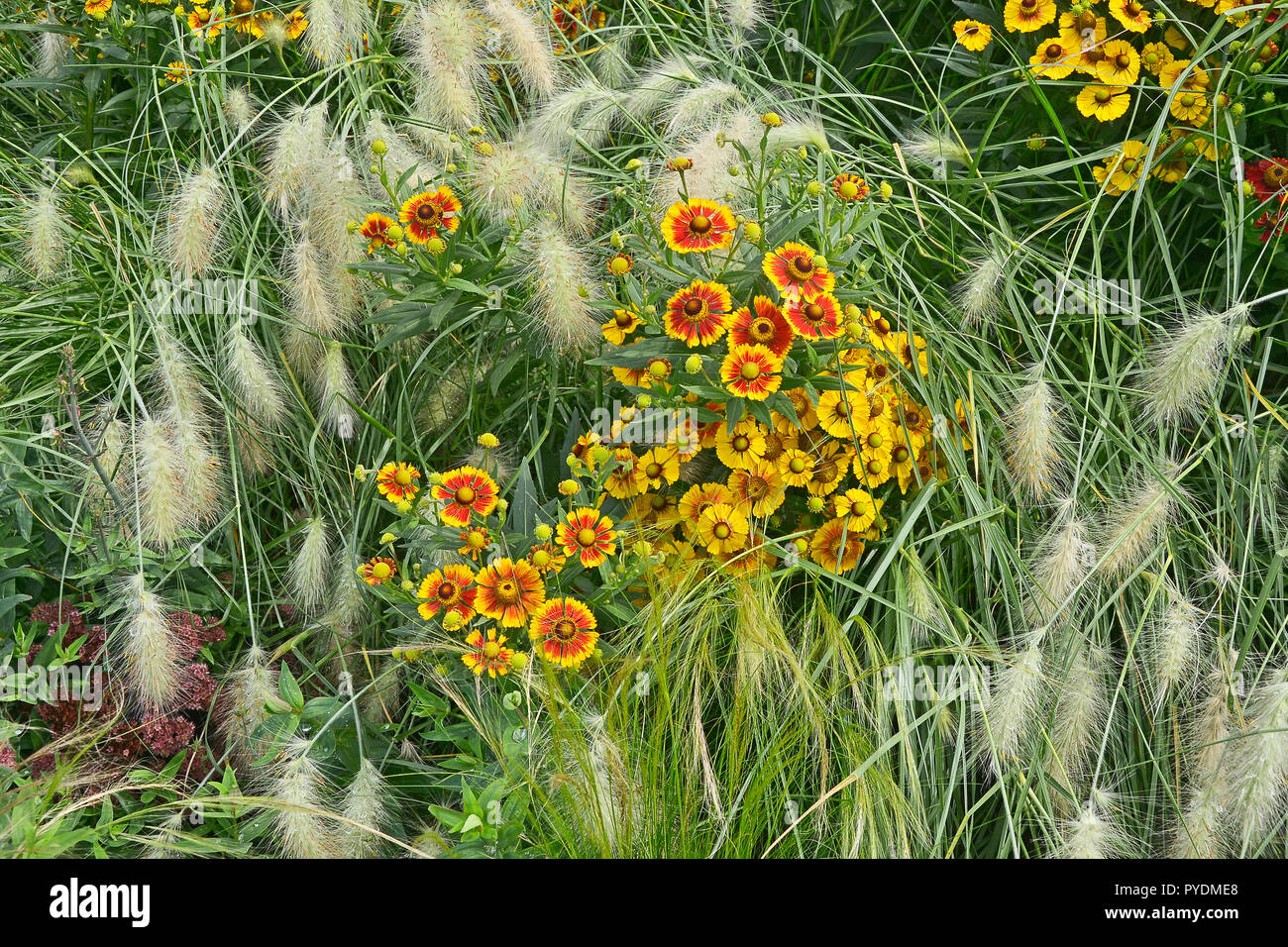 Bunte garten Blume Grenze mit Heleniums Waldraut und Dekorative Gräser Pennisetum villosum Stockfoto