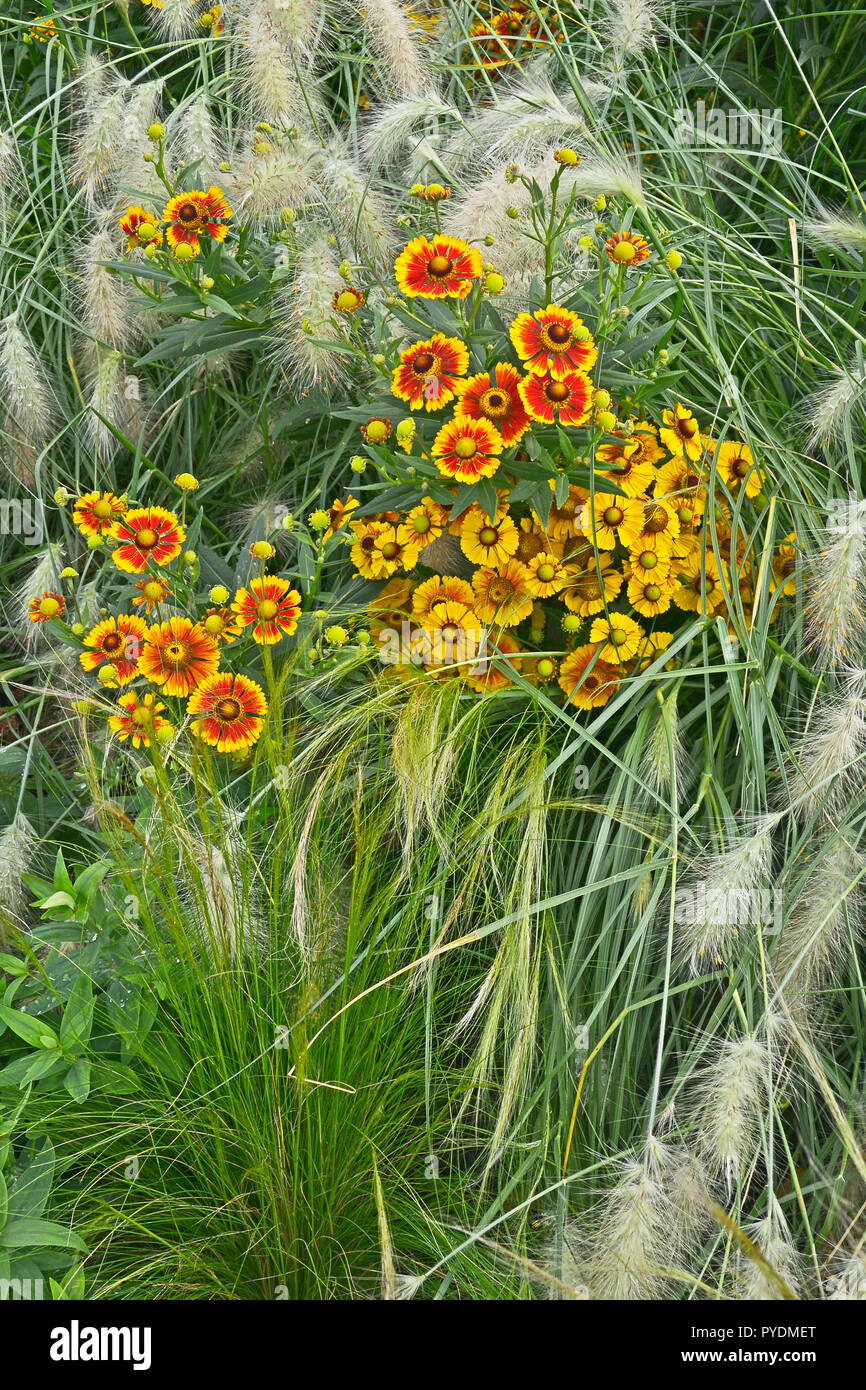 Bunte garten Blume Grenze mit Heleniums Waldraut und Dekorative Gräser Pennisetum villosum Stockfoto