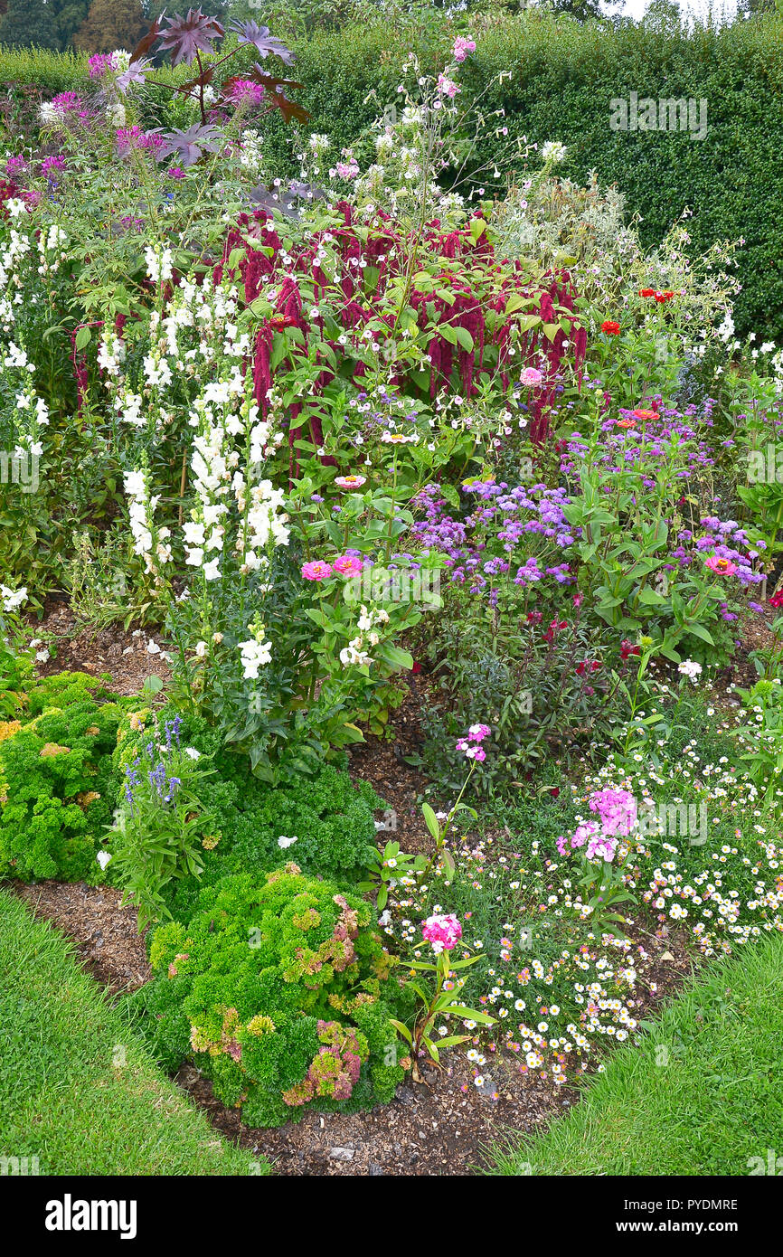 Bunte Blume Bett mit gemischten Pflanzen wie Rosen, amaranthus, Zinnia und antirrhinums Stockfoto