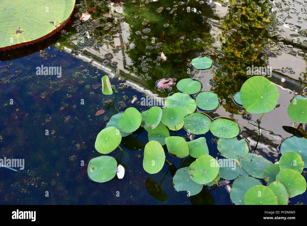 Reflexionen am kleinen teich Fotos und Bildmaterial in hoher