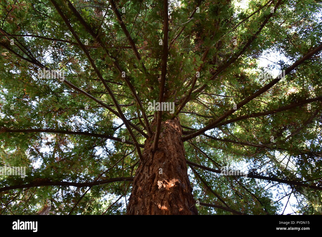 Gigantischen Sequoia Baum Stockfoto