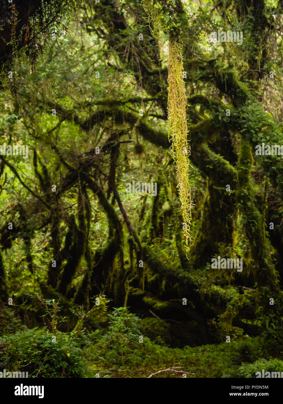 Detail Der verzauberte Wald in Carretera Austral, Bosque Encantado Chile Patagonien Stockfoto
