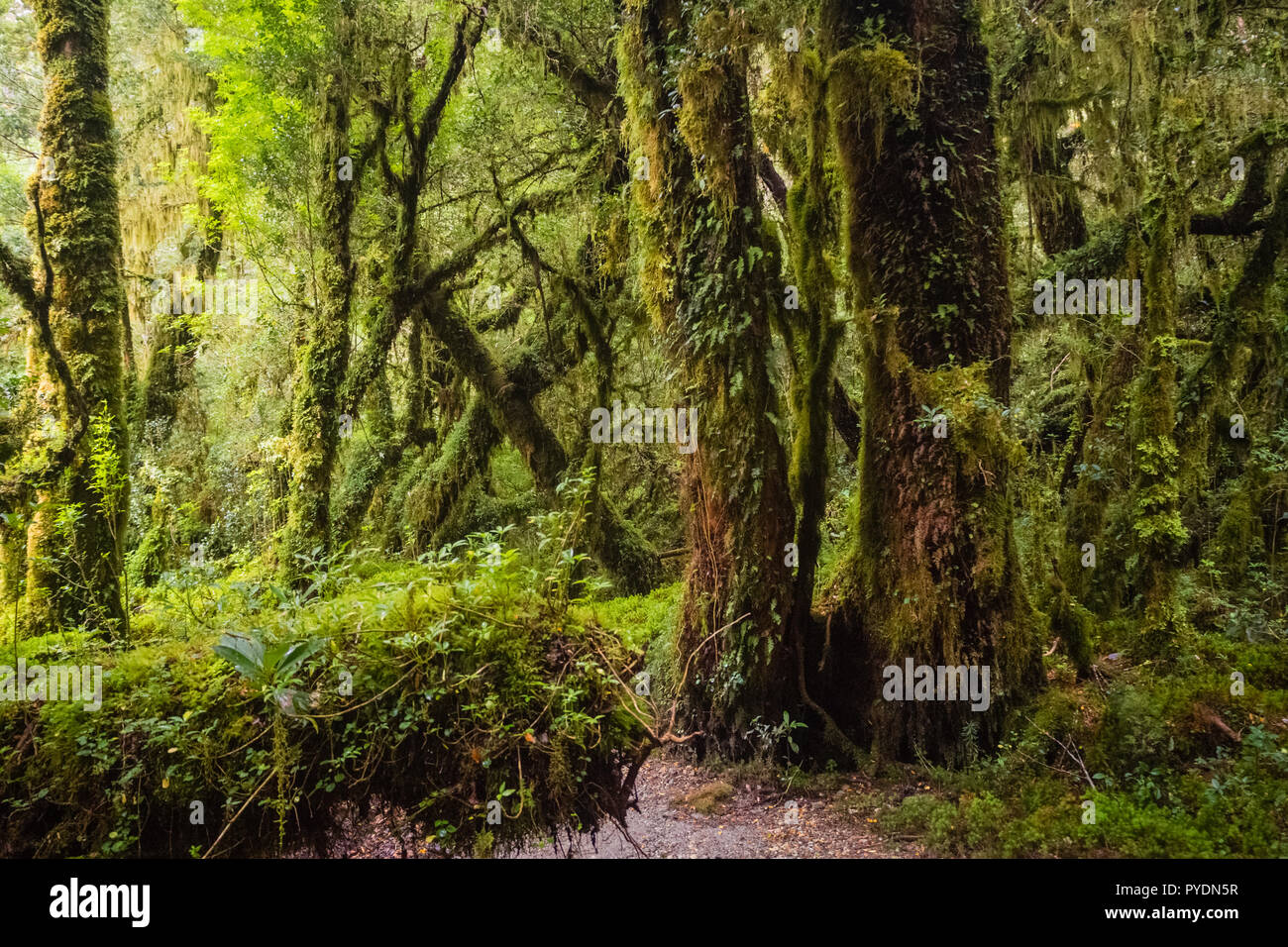 Detail Der verzauberte Wald in Carretera Austral, Bosque Encantado Chile Patagonien Stockfoto