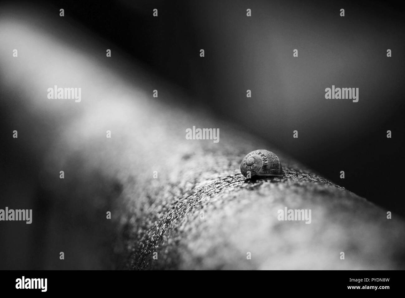 Fokus in einem sanil, Schwarz und Weiß. Kurze Tiefe des Feldes pic Stockfoto