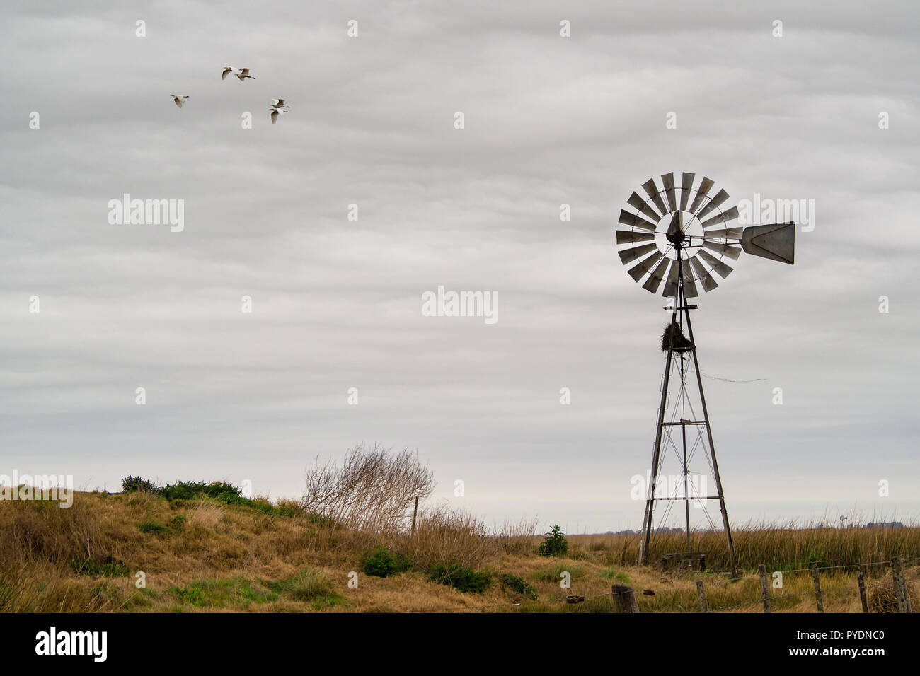 Landschaft mit Windmühle, Pampas, Córdoba, Argentinien, Kühe Stockfoto