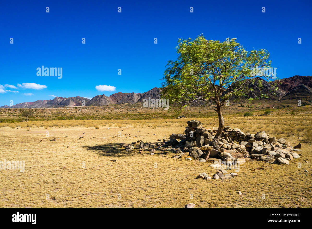 Einsamer Baum in Toro Toro Bolivien. Die Anden Stockfoto Einsamer Baum in Toro Toro Bolivien. Die Anden Stockfoto