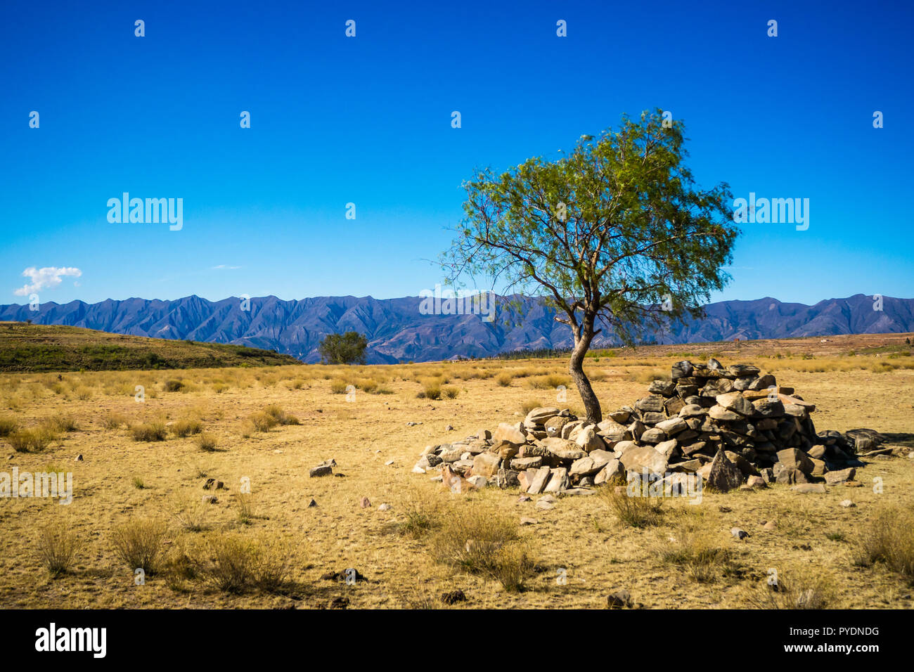 Einsamer Baum in Toro Toro Bolivien. Die Anden Stockfoto