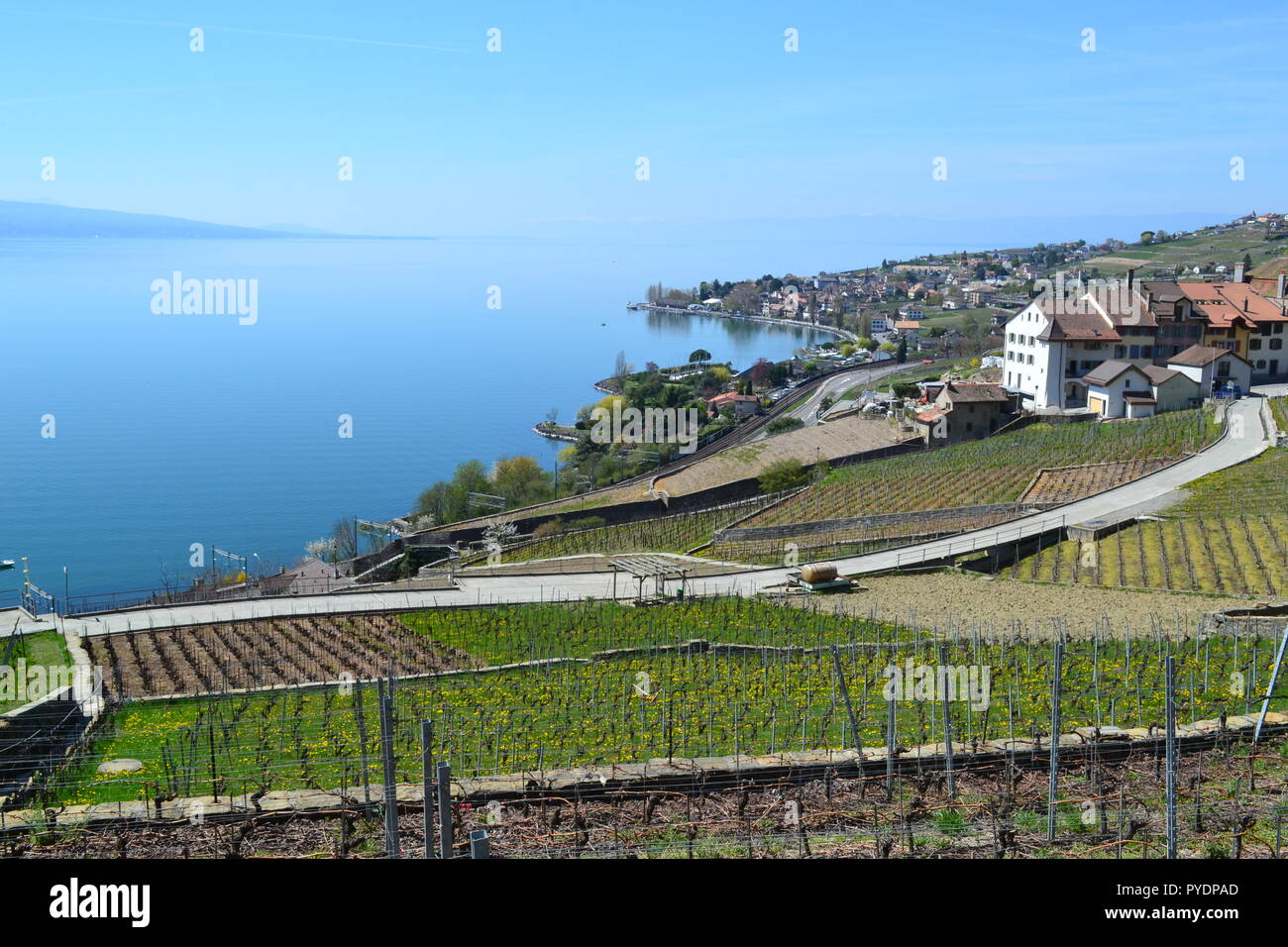 Chasselas Stockfotos und -bilder Kaufen - Alamy