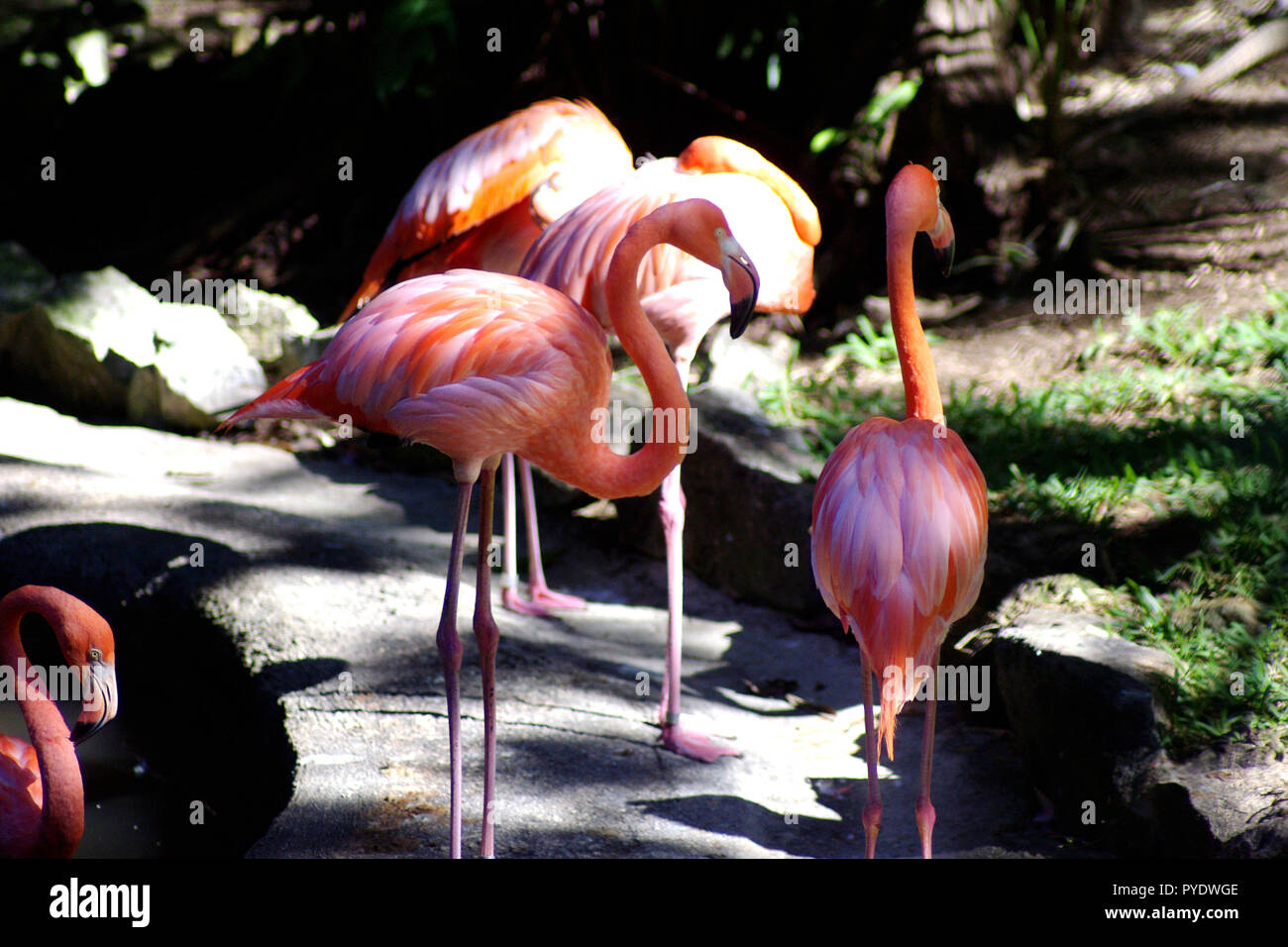 Rosa Flamingos, waten Vogel in der Familie Phoenicopteridae Stockfoto