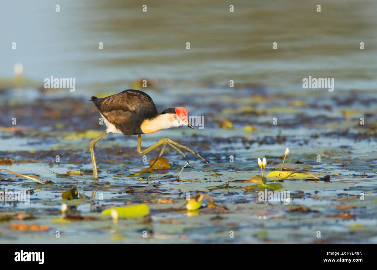 Ein Kamm-Crested Jacana, Irediparra gallinacea, waten auf Seerosen auf der Suche nach Nahrung Stockfoto