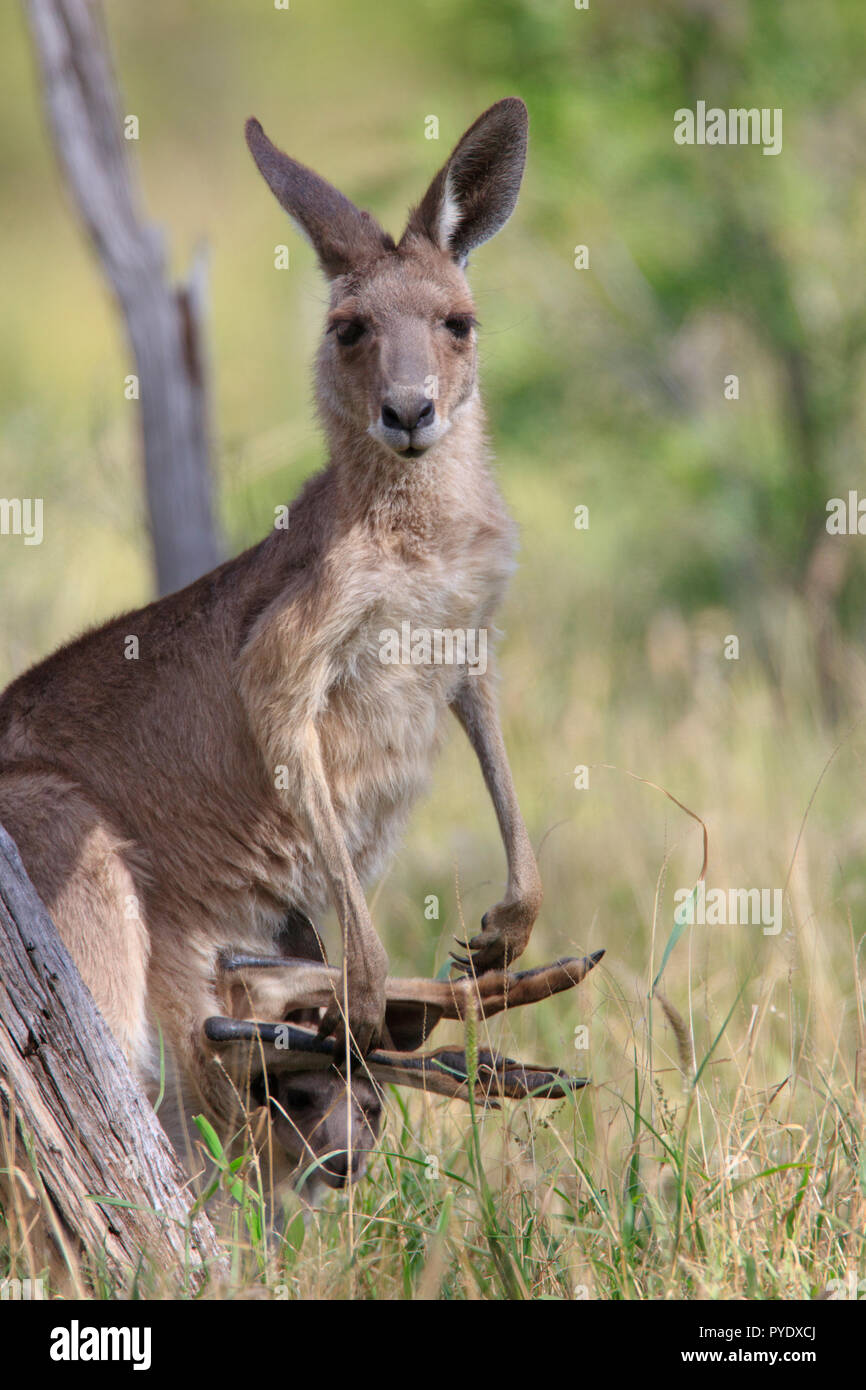 Eastern Grey Kangaroo, Macropus giganteus, weiblich mit Joey in ihrer Tasche. Stockfoto