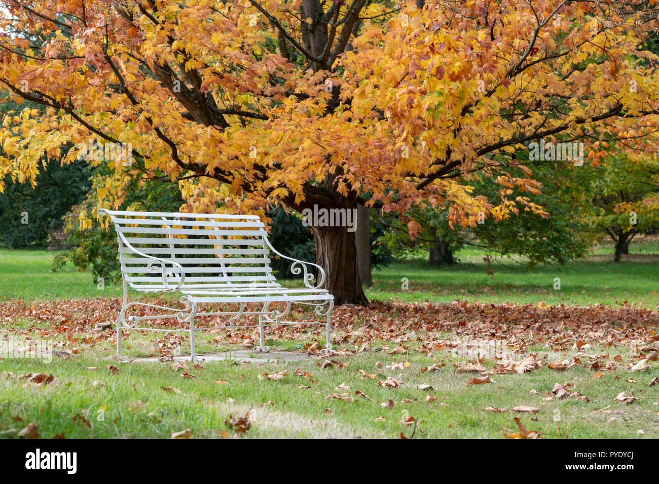 Garten Sitz vor einem Baum im Herbst an der RHS Wisley Gardens, Surrey, England Stockfoto