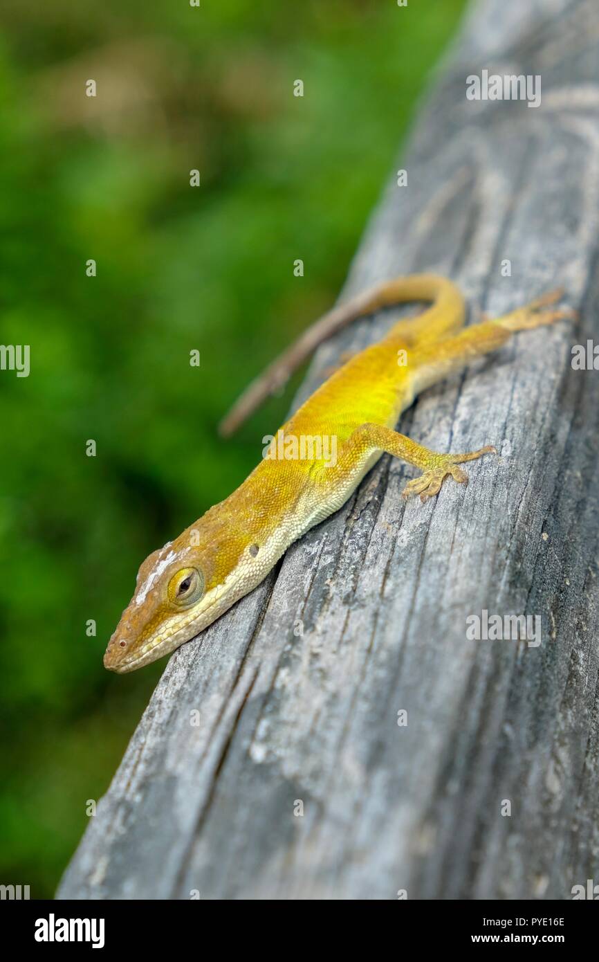 Auch ein Carolina anole, als amerikanische Green anole bekannt, Sport seinen Fall Farben bei Yates Mühle County Park in Raleigh North Carolina Stockfoto