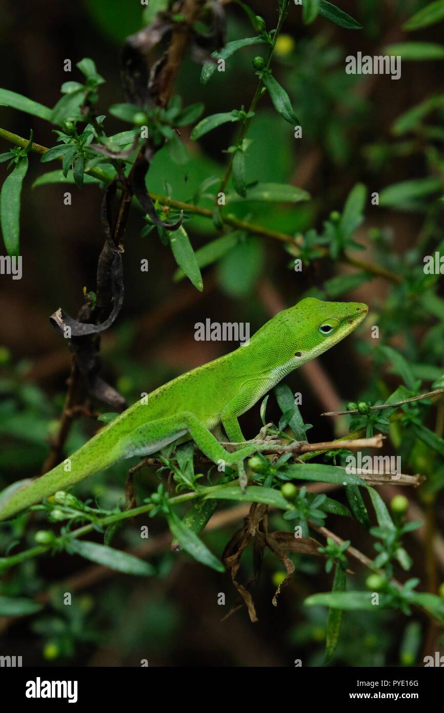 Auch ein Carolina anole, als amerikanische Green anole bekannt, vorsichtig seinen Kopf an Yates Mühle County Park in Raleigh North Carolina kippt Stockfoto