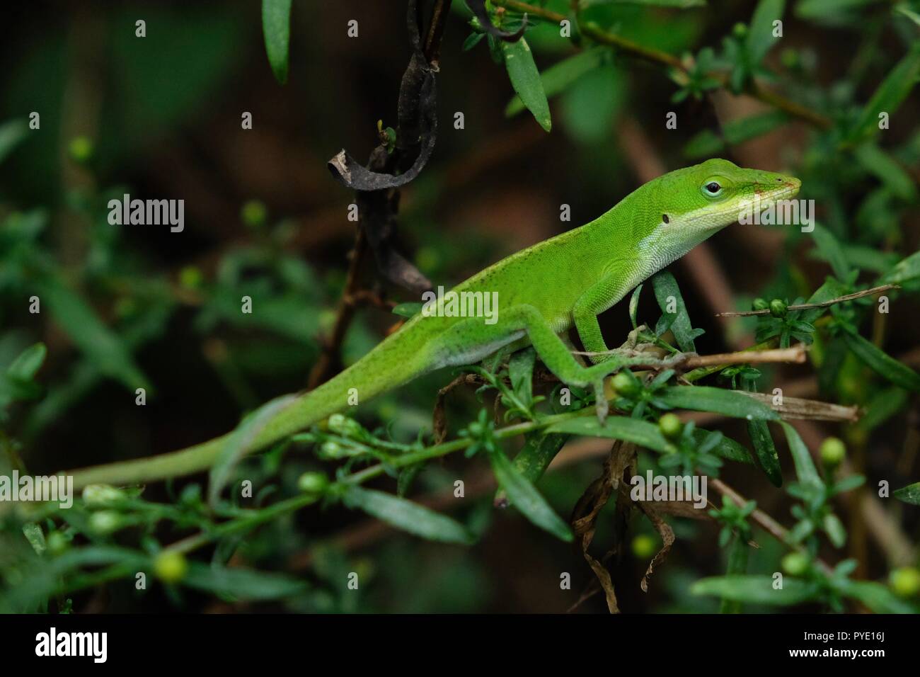 Auch ein Carolina anole, als amerikanische Green anole bekannt, skitters in der brambles an Yates Mühle County Park in Raleigh North Carolina Stockfoto