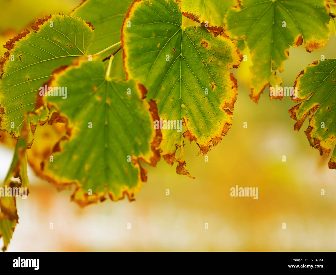 Durch die Blätter im Herbst, Herbst Hintergrund, Sonnenschein Gelb und Braun Natur. Differential konzentrieren. Stockfoto