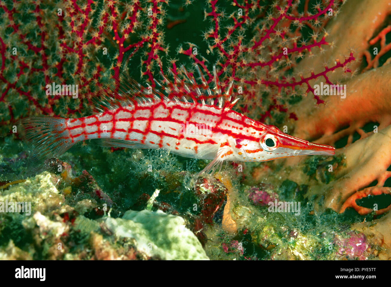 Longnose fischfreundschaften (Oxycirrhites typus) auf einer Koralle, Wakatobi Island, Sulawesi, Indonesien Stockfoto