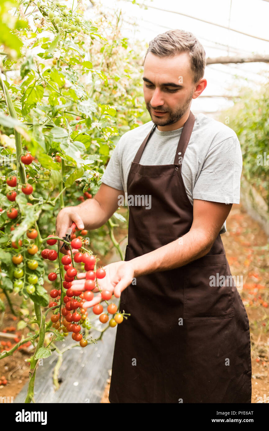 Landwirt Mann sammelt Kirschtomaten mit Schere Ernte im Gewächshaus Familienbetrieb Stockfoto