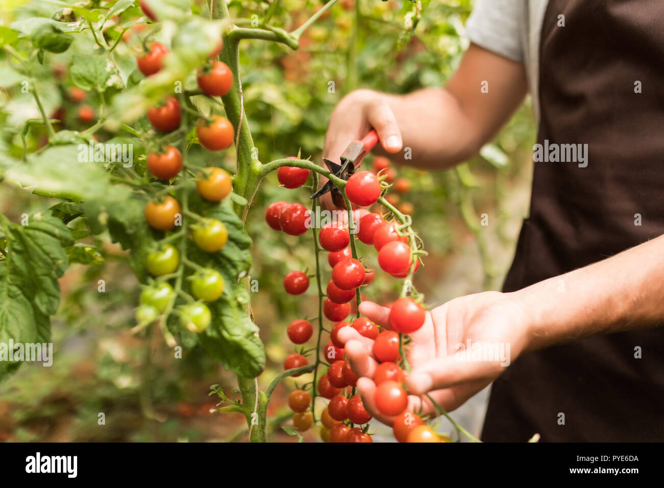 Hände von Landwirt Mann sammelt Cherry Tomaten mit Schere Ernte im Gewächshaus Familienunternehmen Stockfoto