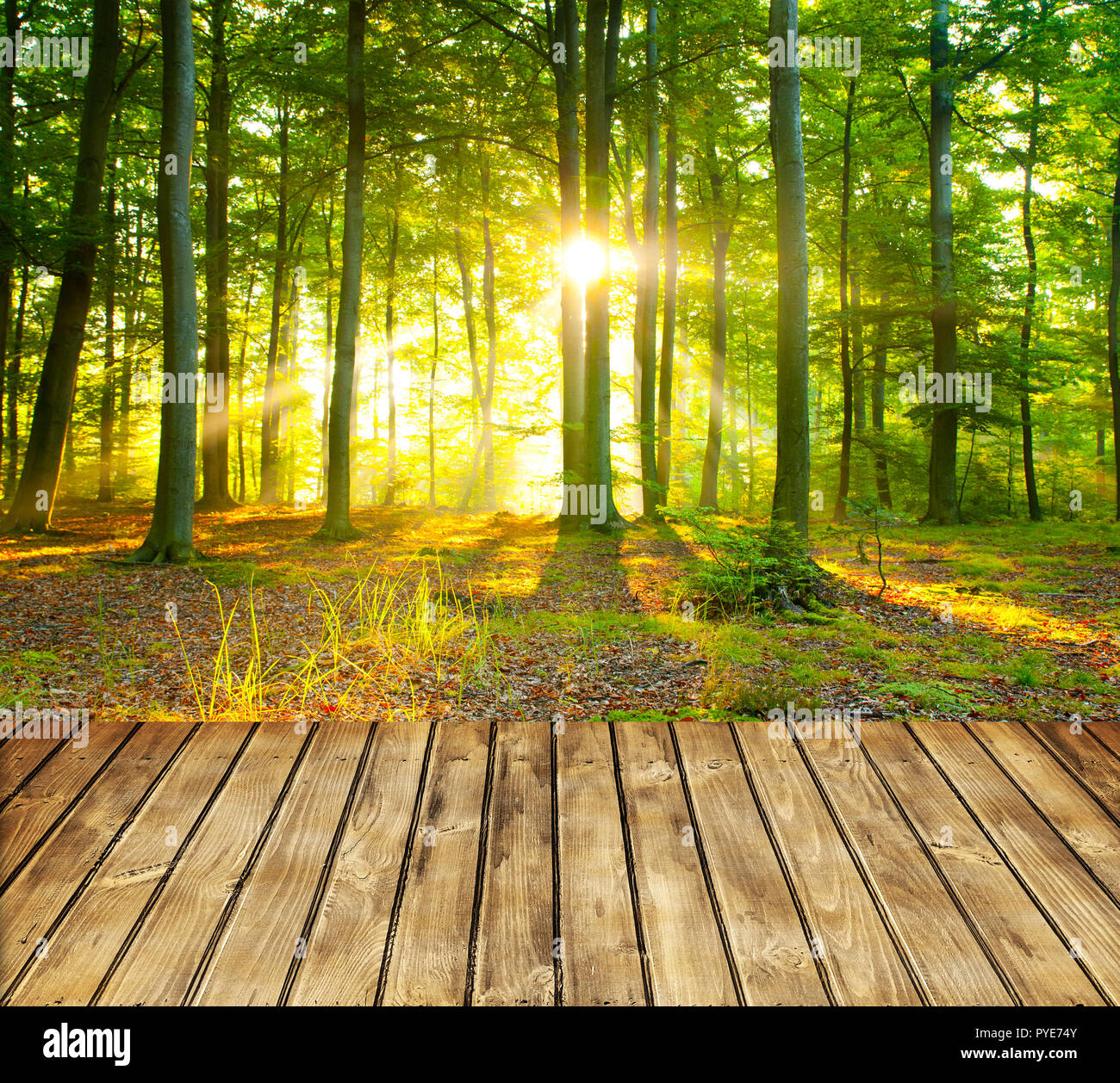 Leere Holztisch und grünen Wald im Hintergrund Stockfoto