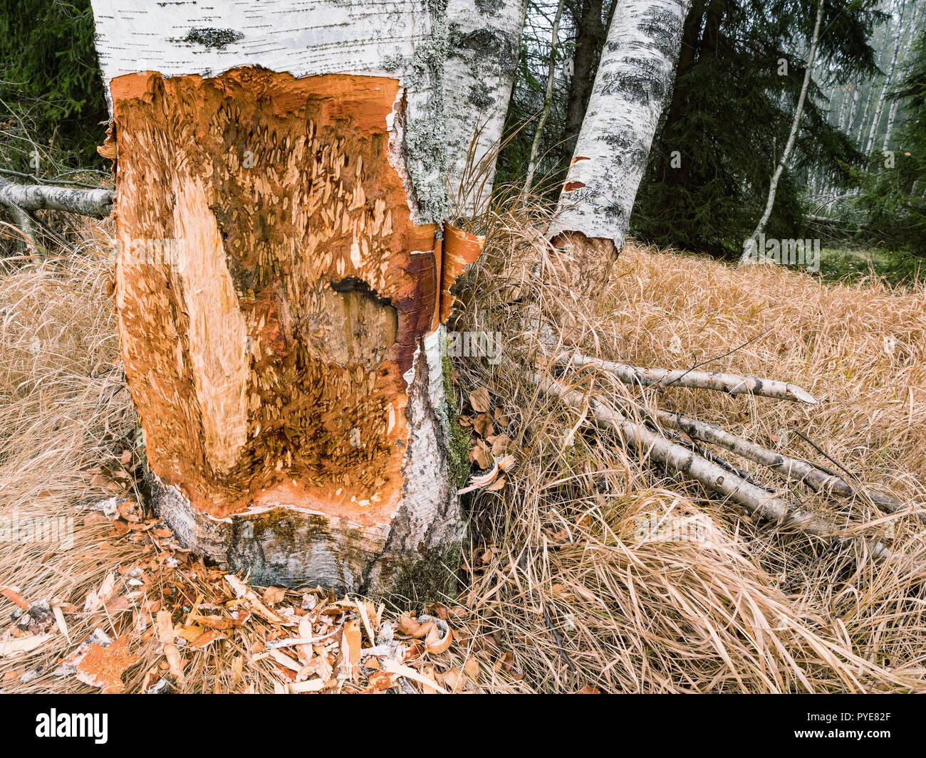 Ein Biber kauen kann eine kleine Ann Big Tree. Sie werden regelmäßig die Bäume schneiden. Biber essen hauptsächlich Baumrinde und Blätter. Biber kauen Baum. Stockfoto