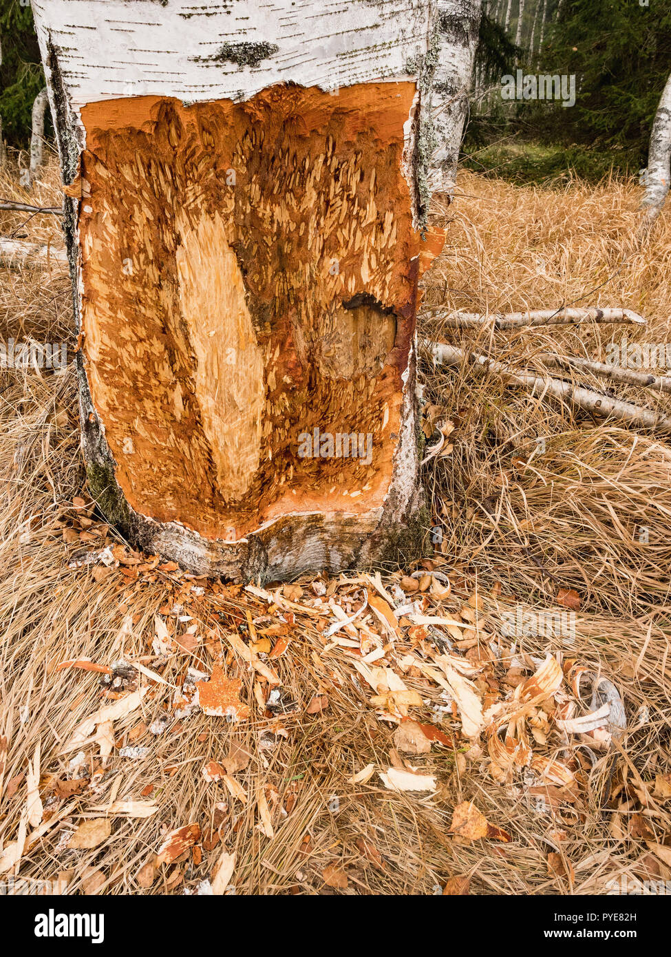 Ein Biber kauen kann eine kleine Ann Big Tree. Sie werden regelmäßig die Bäume schneiden. Biber essen hauptsächlich Baumrinde und Blätter. Biber kauen Baum. Stockfoto