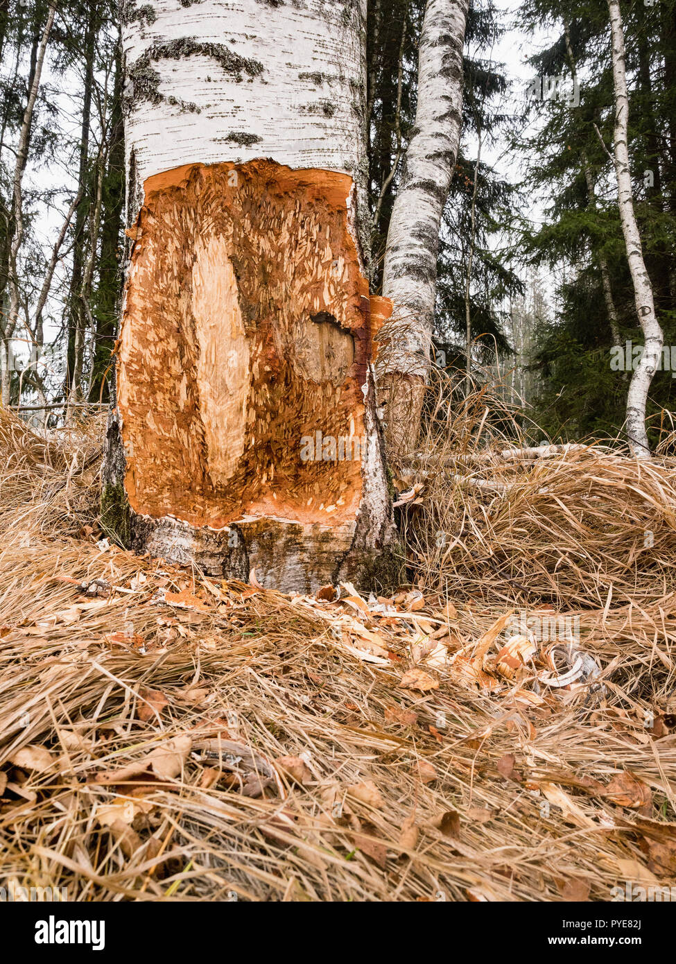 Ein Biber kauen kann eine kleine Ann Big Tree. Sie werden regelmäßig die Bäume schneiden. Biber essen hauptsächlich Baumrinde und Blätter. Biber kauen Baum. Stockfoto