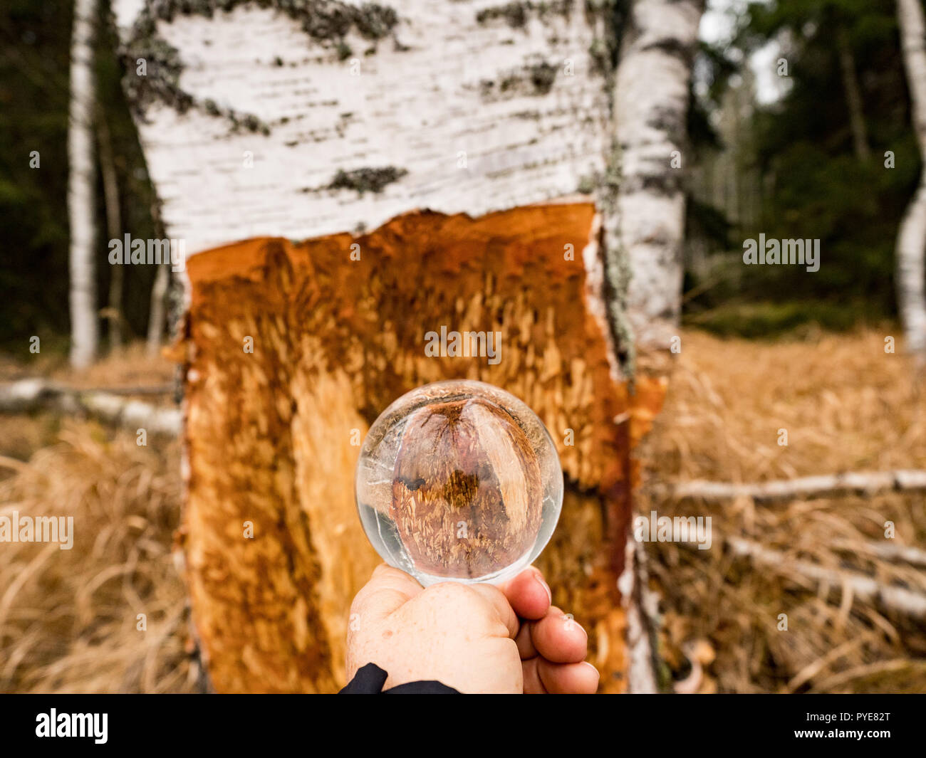 Ein Biber kauen kann eine kleine Ann Big Tree. Sie werden regelmäßig die Bäume schneiden. Biber essen hauptsächlich Baumrinde und Blätter. Biber kauen Baum. Stockfoto