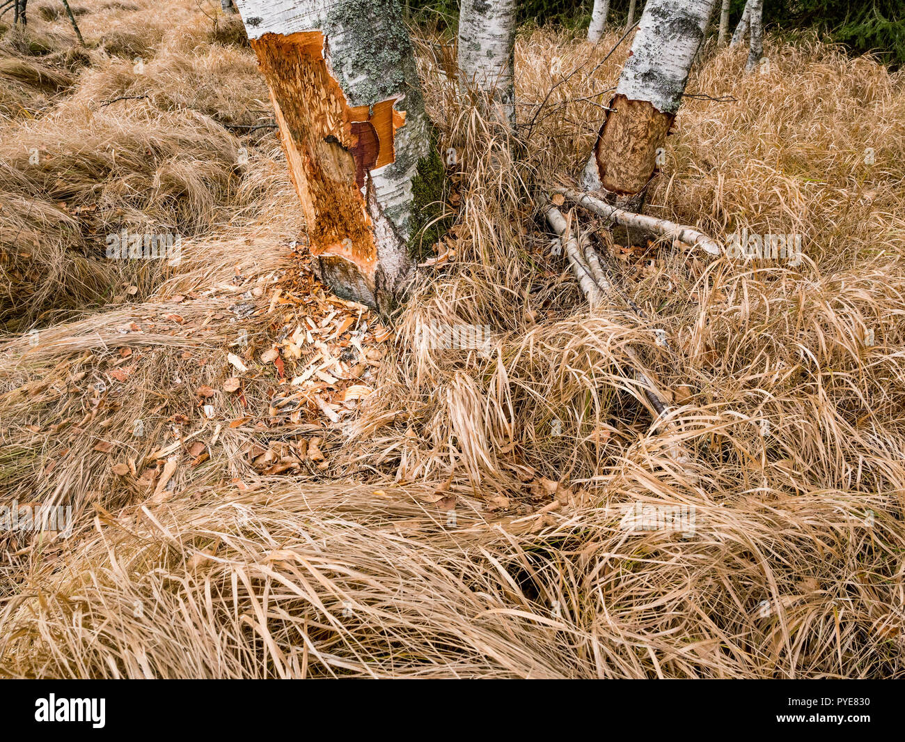 Ein Biber kauen kann eine kleine Ann Big Tree. Sie werden regelmäßig die Bäume schneiden. Biber essen hauptsächlich Baumrinde und Blätter. Biber kauen Baum. Stockfoto