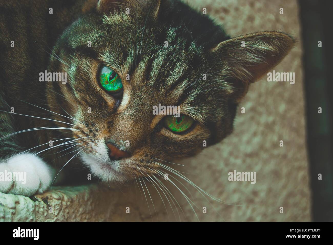 Katze mit grünen Augen/Closeup Stockfoto