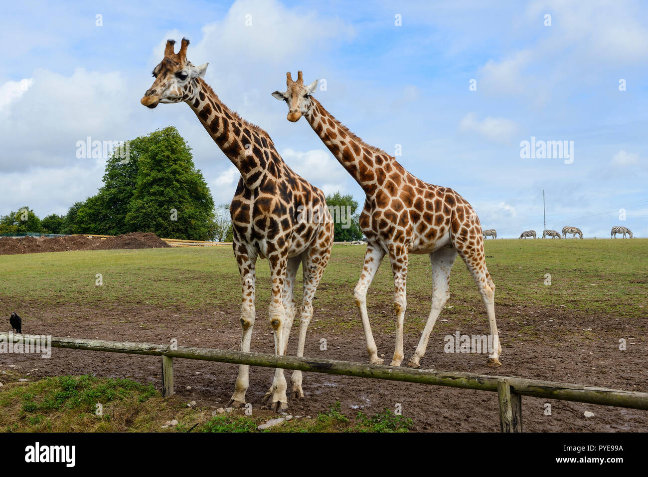 Zwei weibliche Rothschild Giraffen auf Fota Wildlife Park in der Nähe von Cobh, County Cork, Republik von Irland Stockfoto