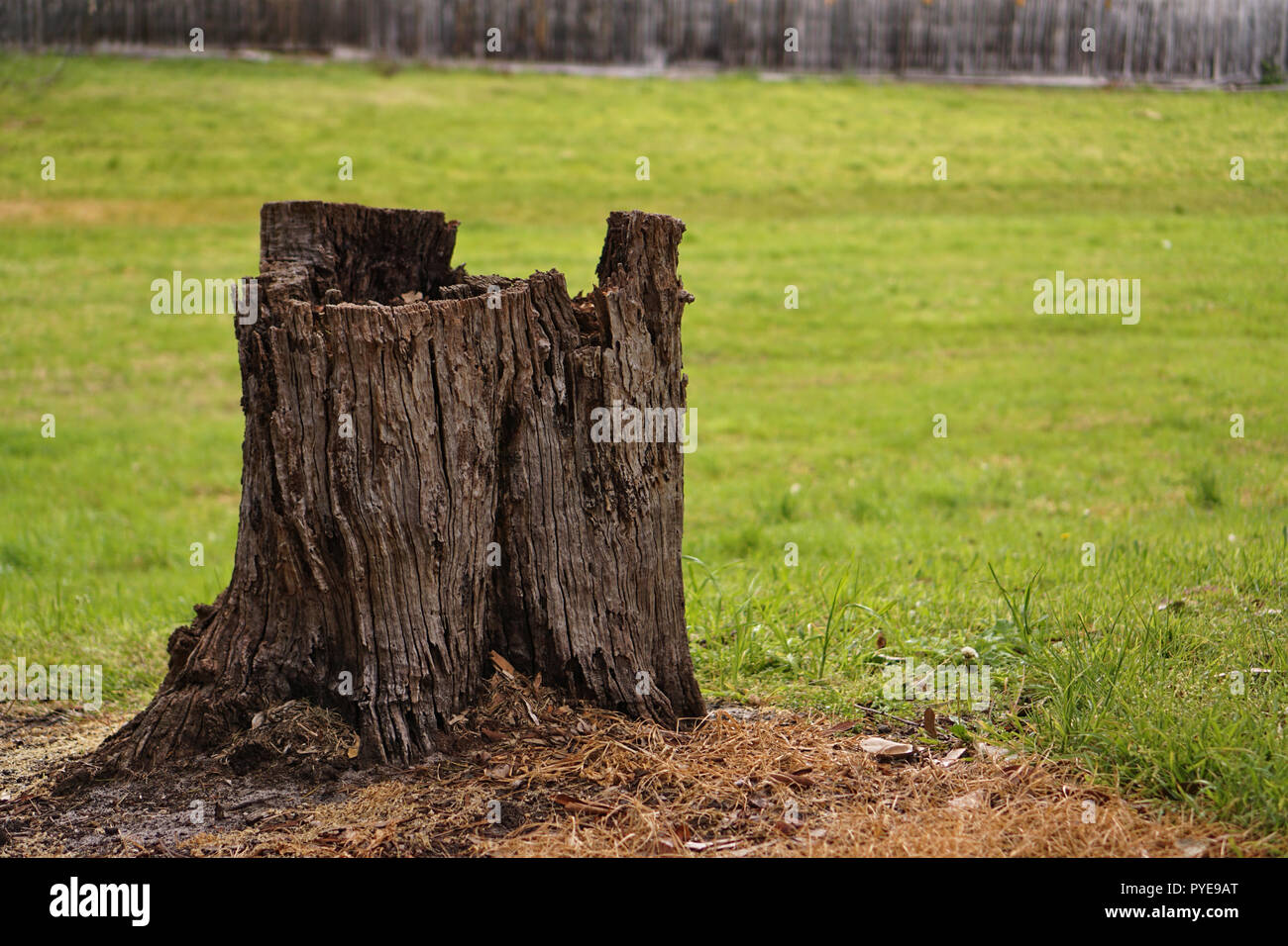 Nahaufnahme des gehackten Baum mit natürlichen, grünen Gras Hintergrund Stockfoto