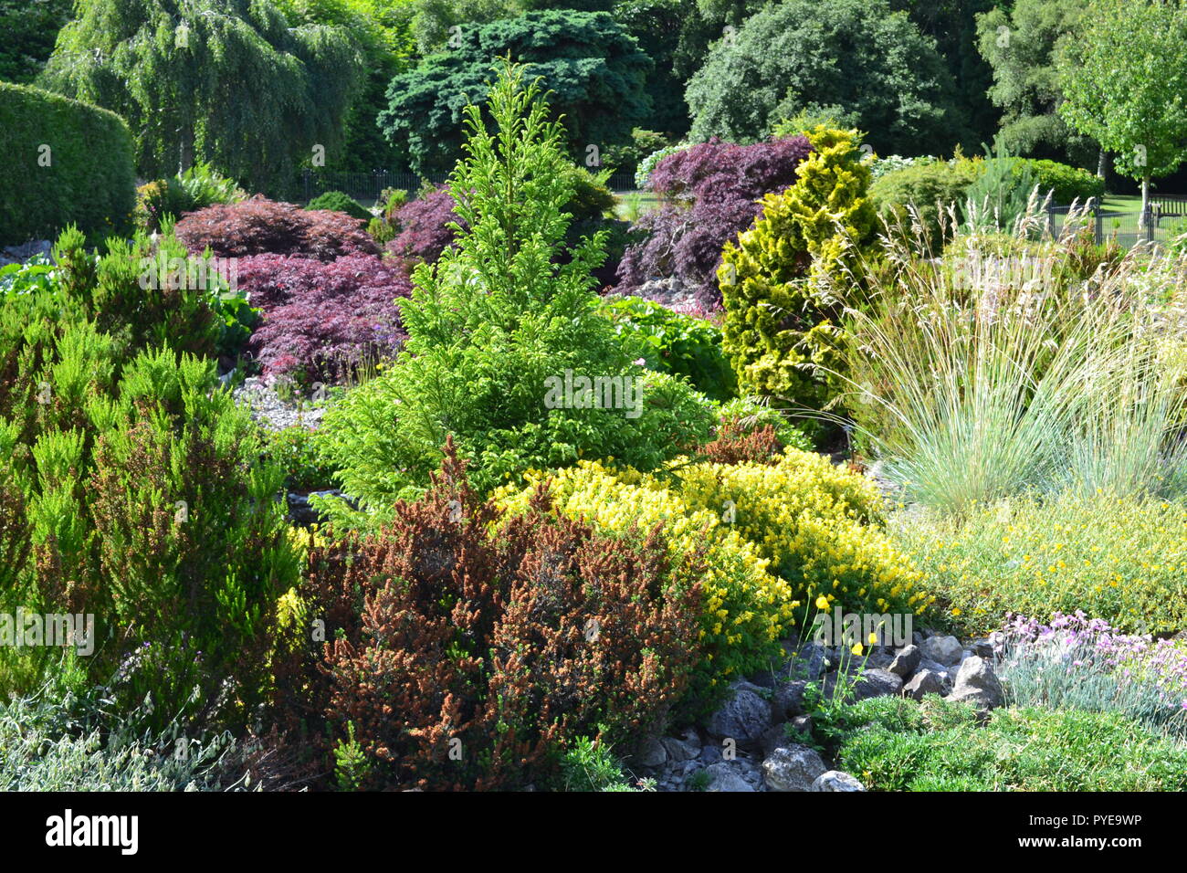 Heidekraut und Alpines in einem Steingarten in der National Trust Emmetts Garden, Ide HIll, nr Sevenoaks, Kent, England. Juni Stockfoto