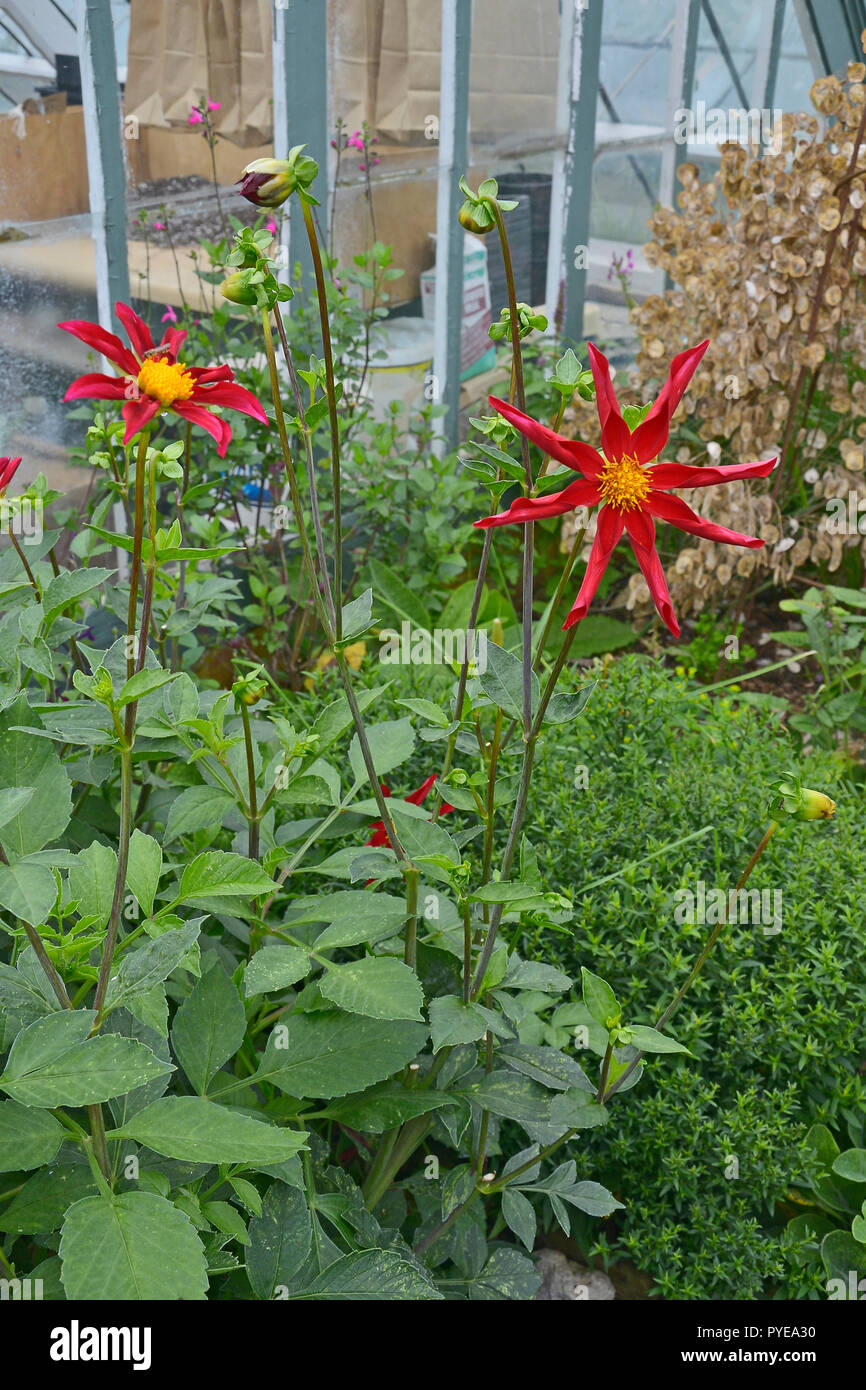 Nahaufnahme der Dahlie 'Honka Überraschung' in einer Blume Grenze Stockfoto