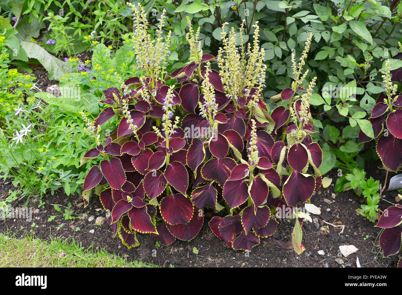 Coleus Blumei Plant Stockfotos & Coleus Blumei Plant Bilder - Alamy