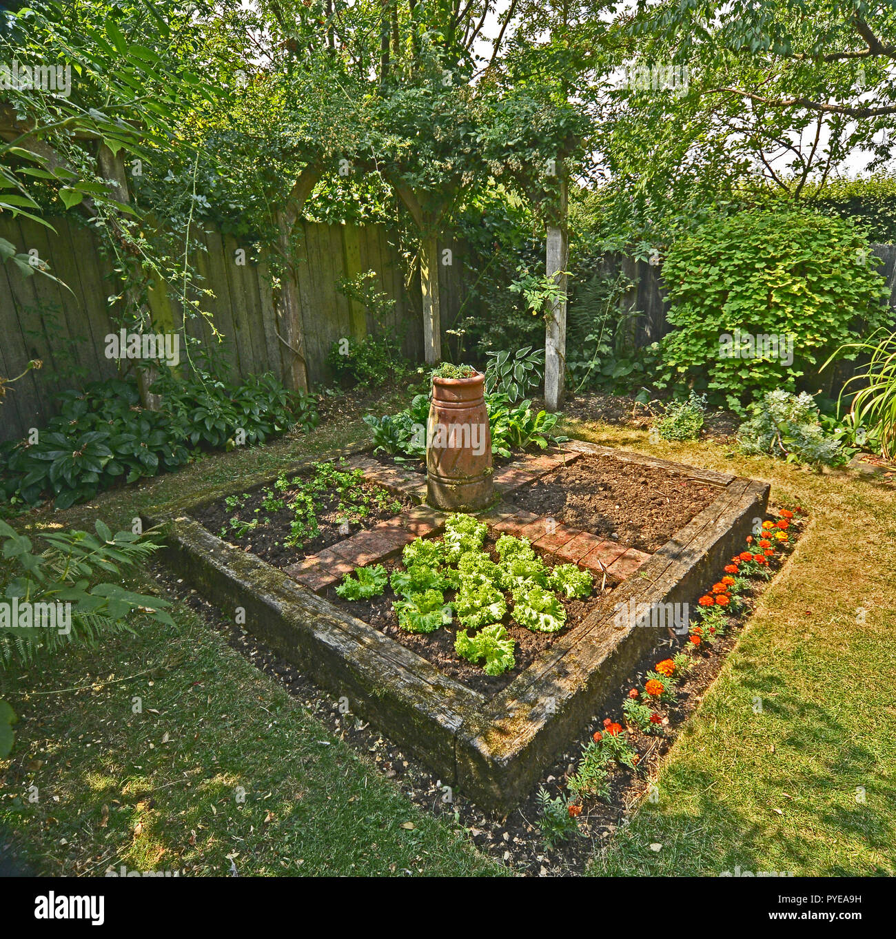 Gemusegarten In Einem Privaten Garten August 2018 Oakham Rutland England Kleine Geschlossene Gemusegarten Mit Erhohten Betten Eingepflanzt Stockfotografie Alamy