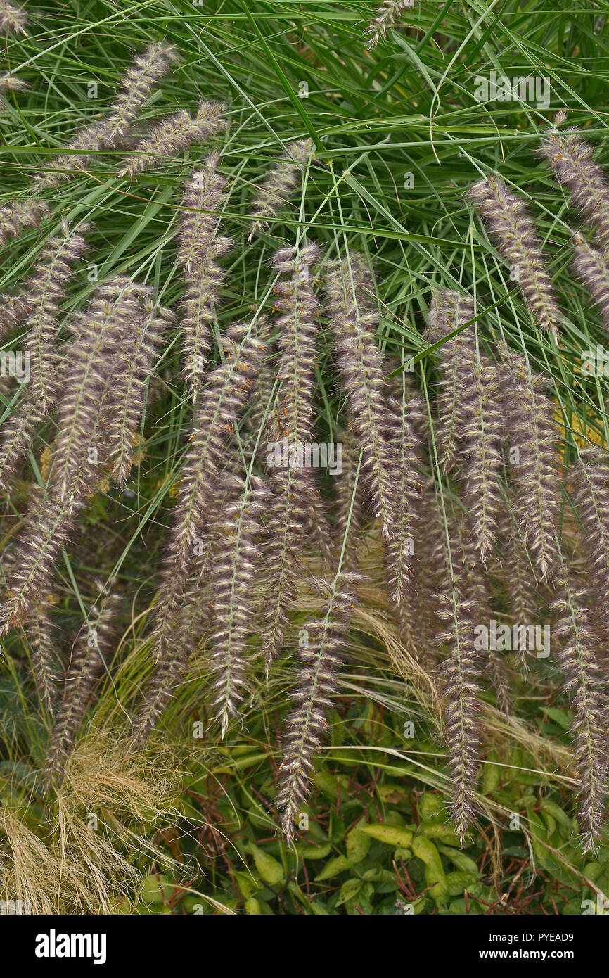 In der Nähe von Gras Pennisetum orientale Karley Rose in einem Garten Grenze Stockfoto