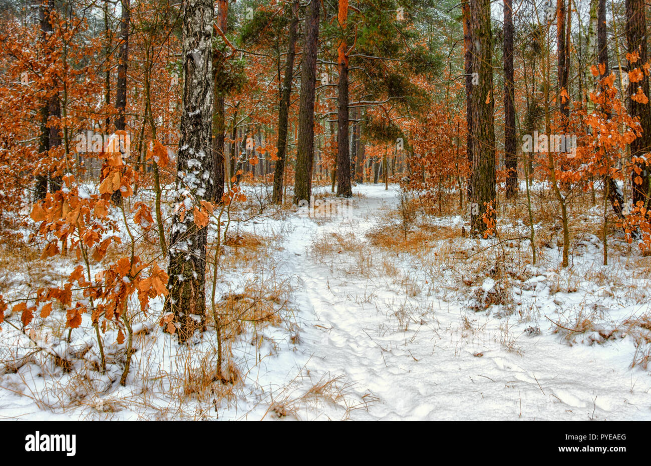 Spaziergang im Wald. Der erste Schnee. Herbst Farben. Kalt. Stockfoto