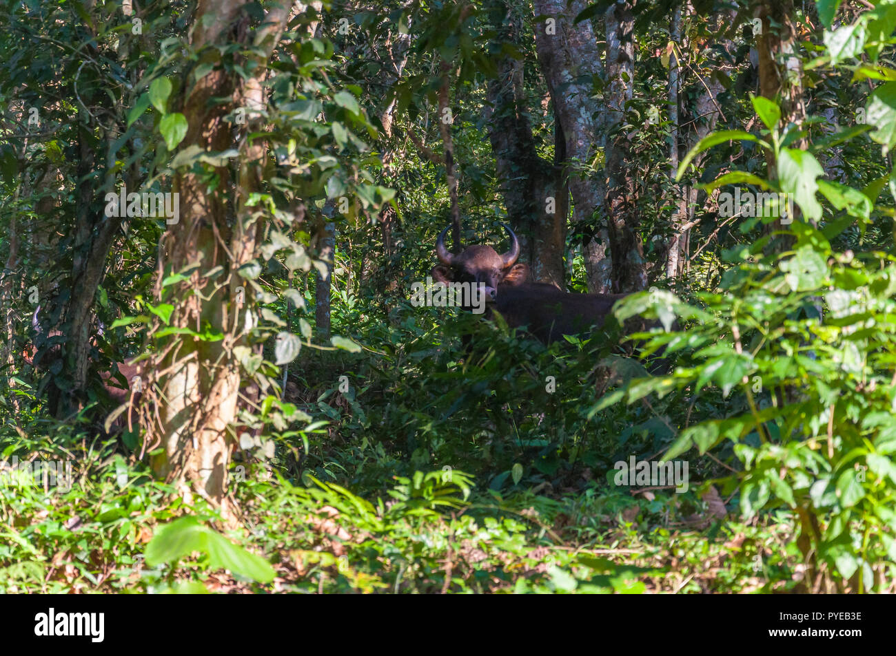 Der Gaur genannt auch indische Bisons, ist die größte lebenden Rindern, die in Südasien und Südostasien. Diese erstaunliche Wildlife Park ist in Ker entfernt Stockfoto