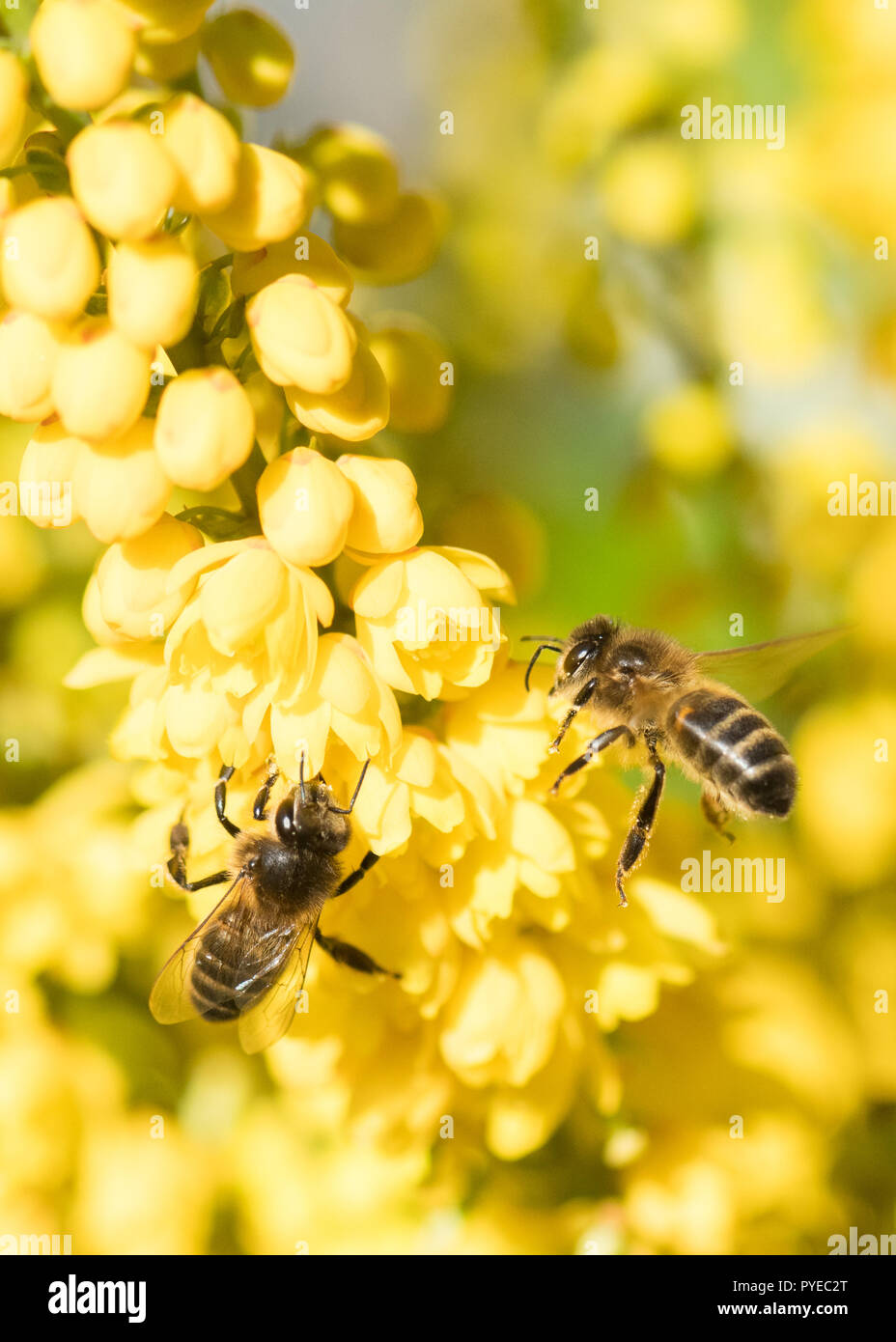 Honig Bienen auf den gelben Blüten eines Winterblüher Mahonia Strauch Stockfoto