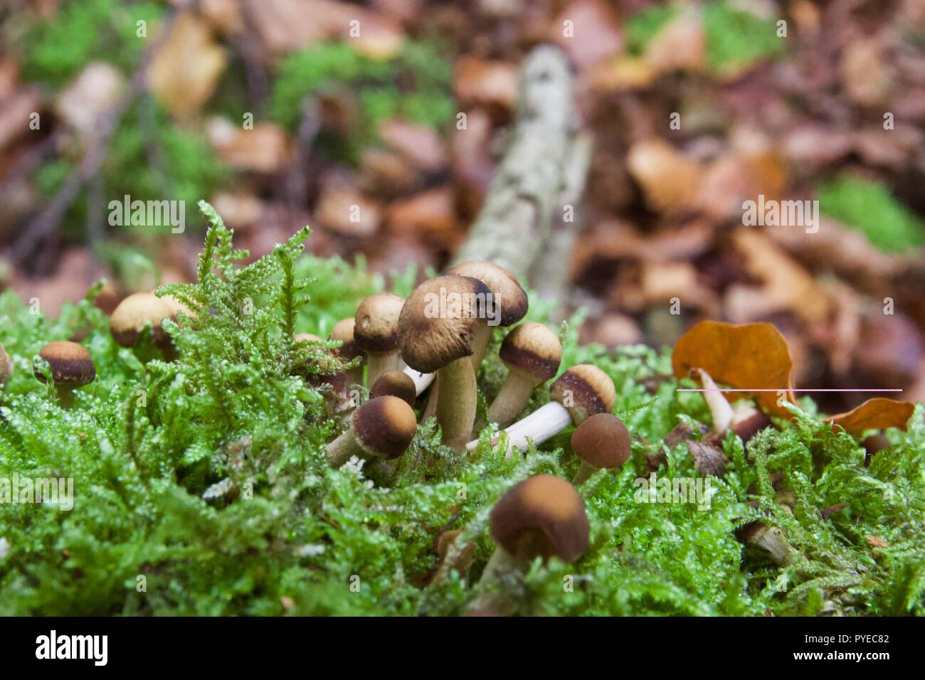 Kleine braune Champignons auf einen gefallenen Log in Epping Forest, England wächst Stockfoto