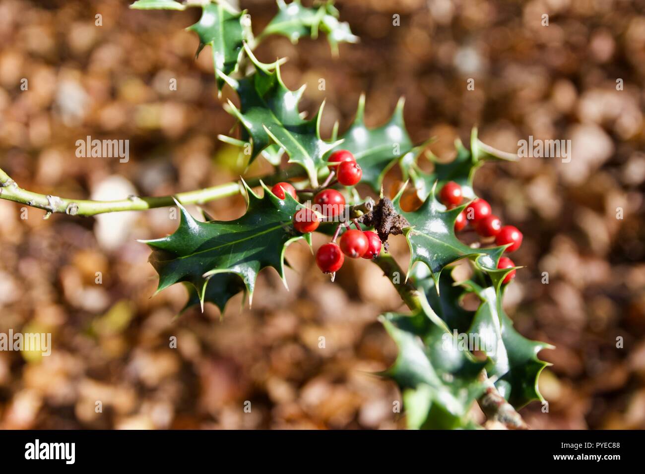Grün Stechpalme mit roten Beeren in Epping Forest, England Stockfoto