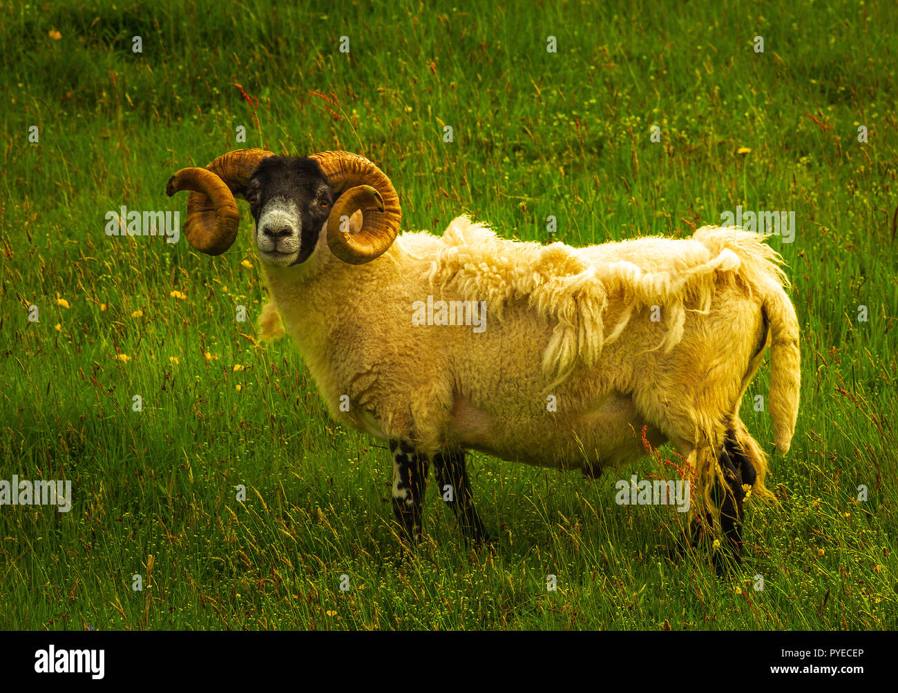 Schwarz konfrontiert Rams in Schottland Stockfoto Schwarz konfrontiert Rams in Schottland Stockfoto
