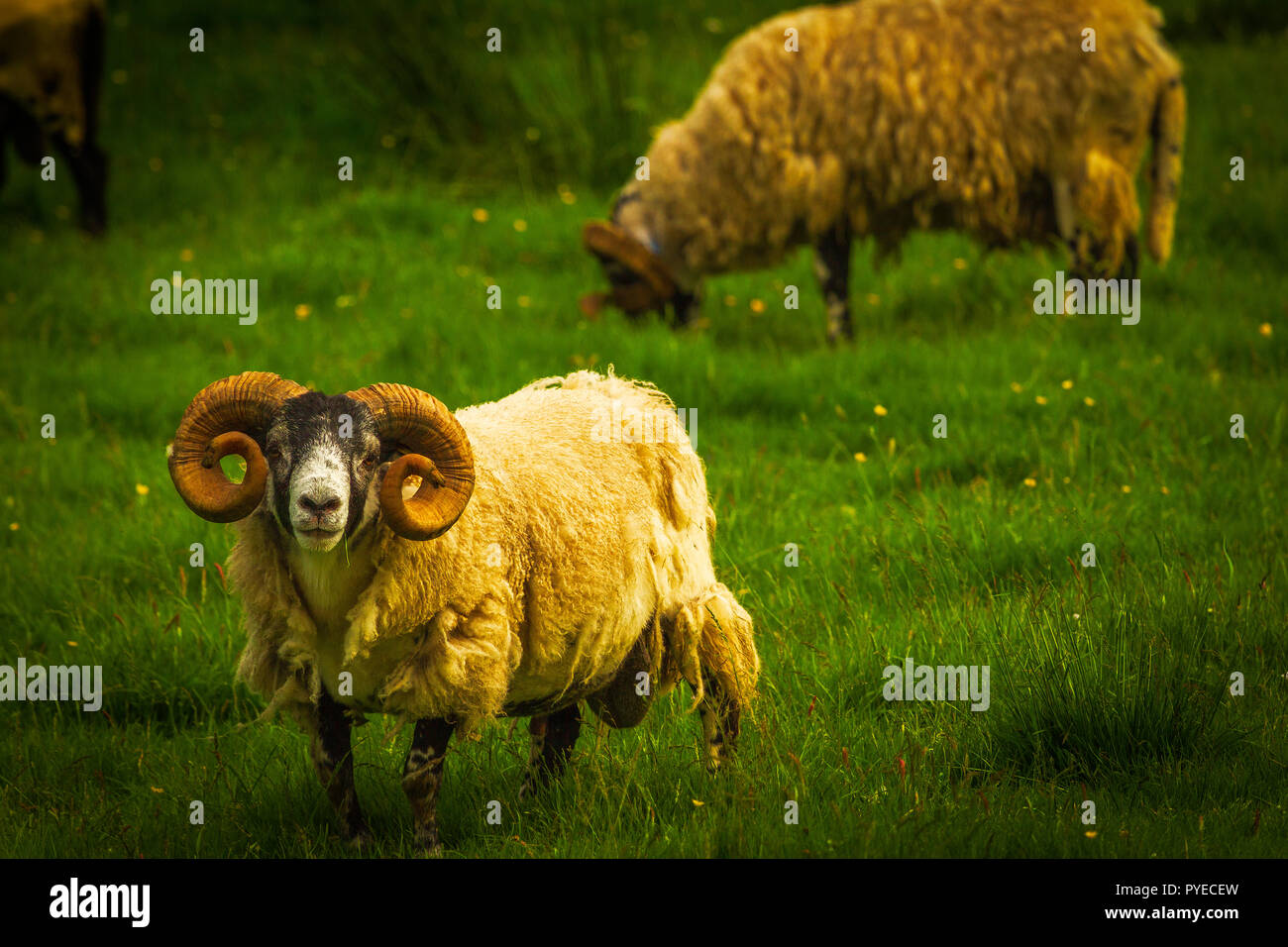 Schwarz konfrontiert Rams in Schottland Stockfoto Schwarz konfrontiert Rams in Schottland Stockfoto