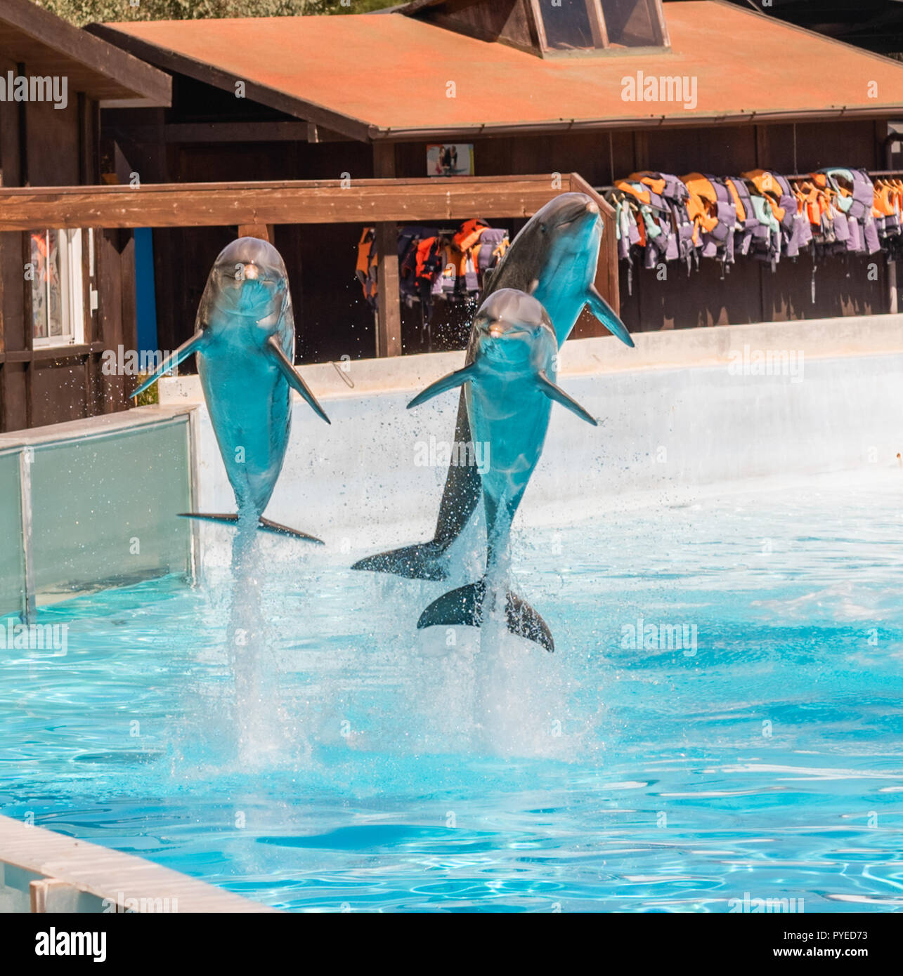 Drei Schone Delphine Springen In Einen Pool Ihre Akrobatischen Fahigkeiten Angezeigt Stockfotografie Alamy