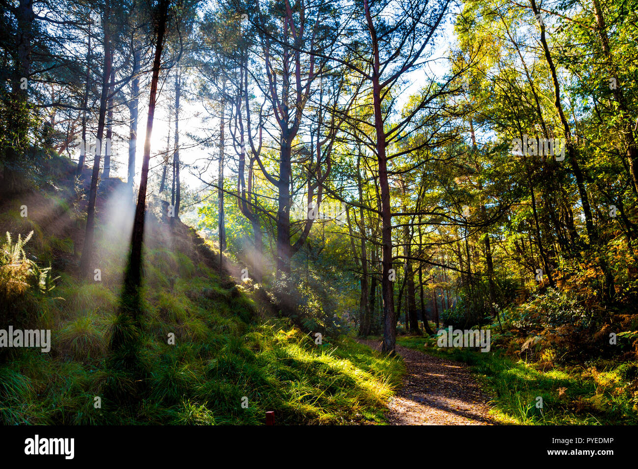 Sonnenstrahlen glänzenden Obwohl Bäume in einem Wald um den blauen Pool, Dorset, Großbritannien Stockfoto