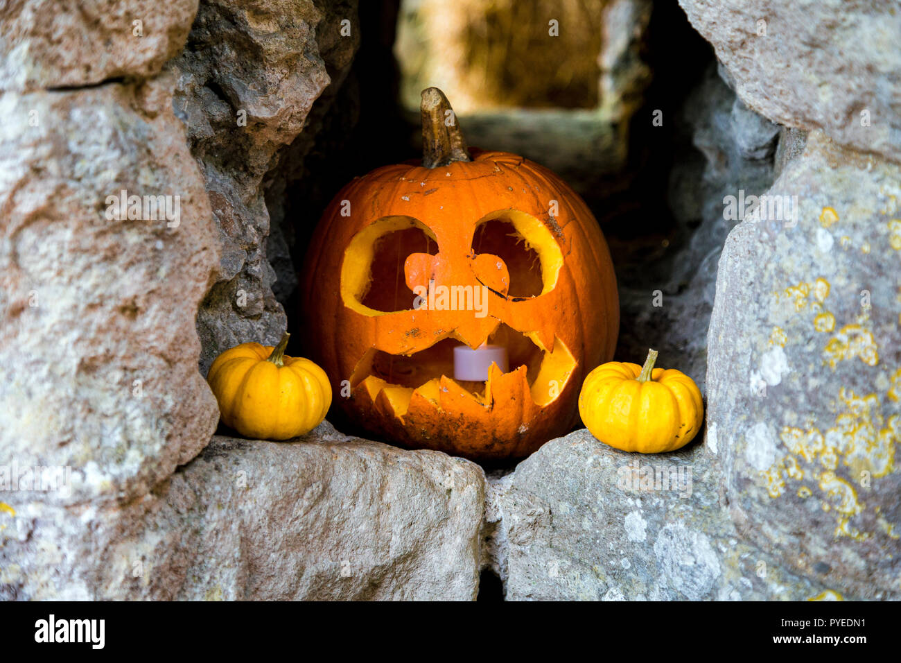 Geschnitzter Kürbis zu Halloween (Corfe Castle, Dorset, Großbritannien) Stockfoto